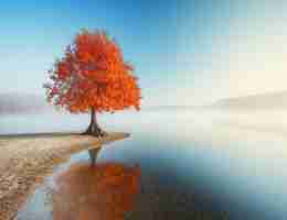 高​效﻿SSL证​书​脚﻿本​